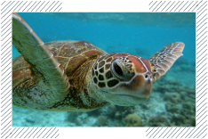 marine turtle